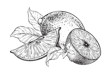 Lemons fruits, Slice of Lemon, flowers and leaves. Hand drawn vector illustration. Black and white Sketch of citrus. Isolated on white background. Design for menu, package, cosmetic, textile