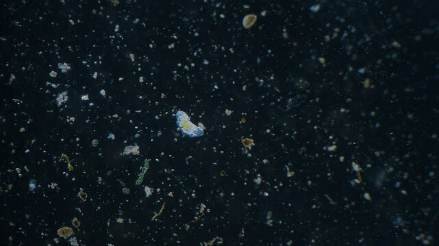 Moving tardigrade water bear under microscope dark field