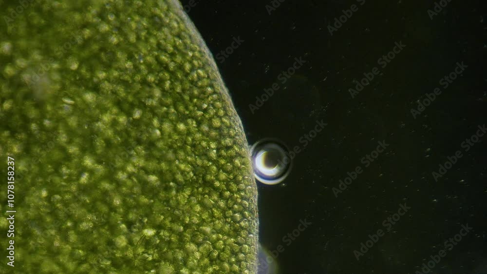 Poster common duckweed producing oxygen bubbles close up under microscope dark filed view