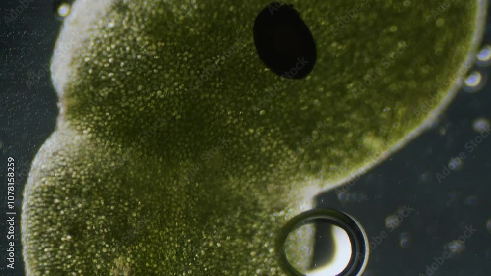 Poster common duckweed producing oxygen bubbles close up under microscope dark filed view