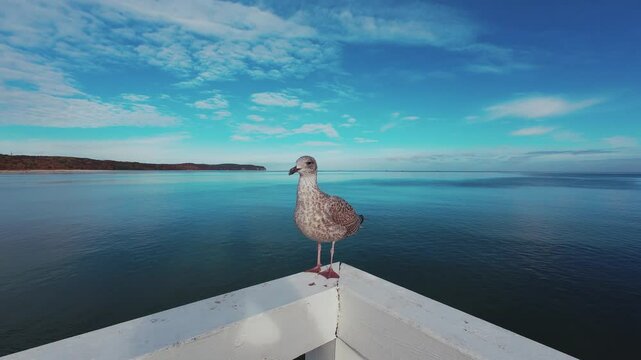 A seagull sits on the wooden railing of the pier in Sopot