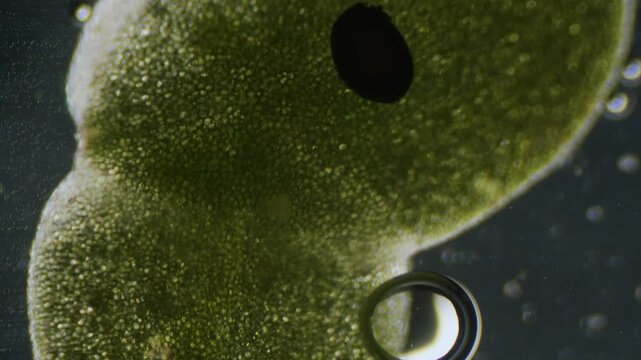 Common duckweed producing oxygen bubbles close up under microscope dark filed view
