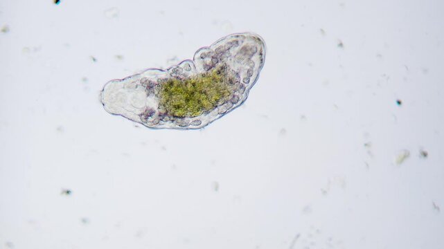 Moving tardigrade water bear under microscope bright field