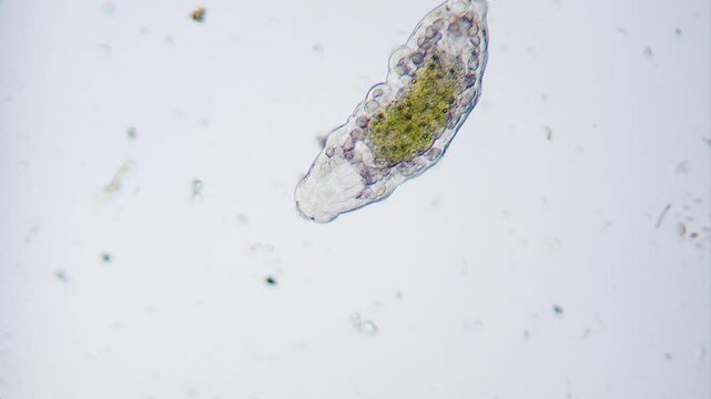Moving tardigrade water bear under microscope bright field