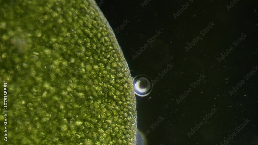 Poster common duckweed producing oxygen bubbles close up under microscope dark filed view