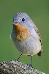Red-breasted flycatcher (Ficedula parva)