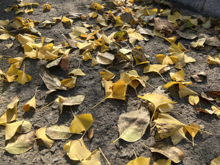 yellow leaves on the ground