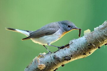 Red-breasted flycatcher (Ficedula parva)