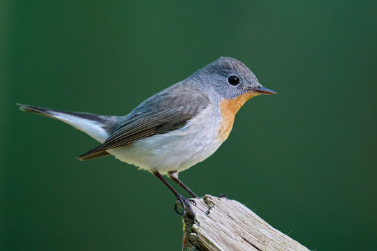 Red-breasted flycatcher (Ficedula parva)