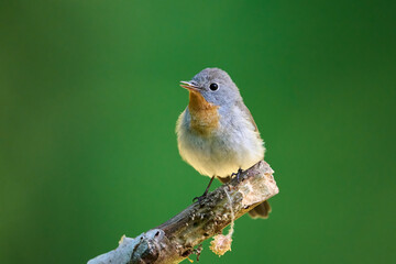 Red-breasted flycatcher (Ficedula parva)