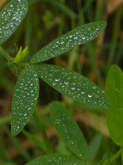 Fresh Green Leaves with Water Droplets