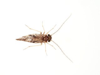 The barkflies. Booklice. Psocoptera. Loensia genus. 