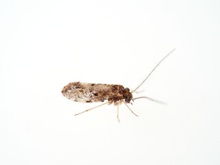 The barkflies. Booklice. Psocoptera. Loensia genus. 