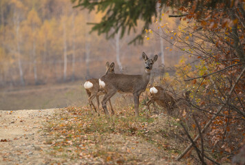 Deer in the forest on a autumn background photo.