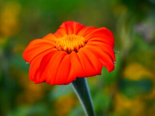 Vibrant Orange Flower Close-Up