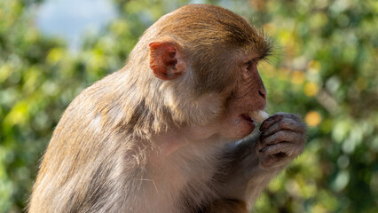 Fototapeta premium Ein wilder Affe frisst eine Banane