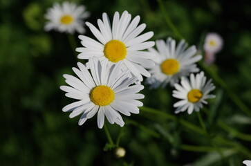 フランスギクの花