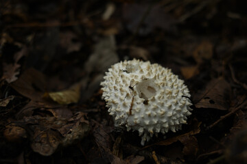 トゲのある白い小さなキノコ