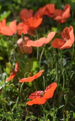 Obraz premium Red poppy on a natural background. Red poppy in natural environment.