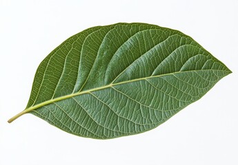 Single green leaf with visible veins isolated on a white background.