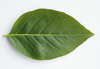 Obraz premium Closeup of a single green leaf with visible veins, isolated on white background.