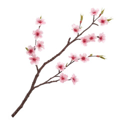A delicate branch adorned with pink cherry blossom flowers in full bloom. Transparent background.