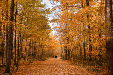 People walking on beautiful wooded trail on an autumn day.