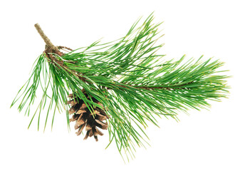 Conifer pine tree cone. coniferous twigs with fir needle foliage. pine isolated. Medicinal plants. New Year. Green decor