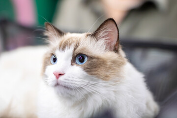 A detailed close up of a brown and white cat showcasing its beautiful blue eyes