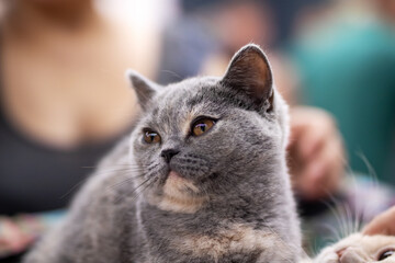 A closeup shot of a cat gazing curiously up at the camera lens