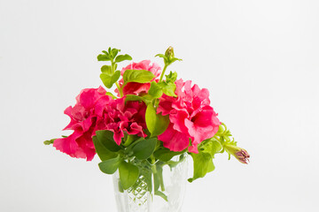 Petunia hybrida, Grandiflora double cascade pink flowers isolated on white background 
