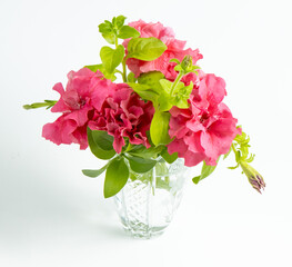 Petunia hybrida, Grandiflora double cascade pink flowers isolated on white background 