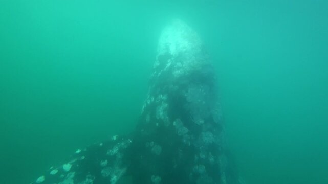 Scenery underwater footage of gray whale. Marine creature swimming. Underwater footage