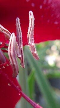 A lancer bee lands on the stamen of a flower