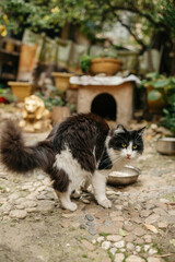Pet fluffy cute cat friendly animal