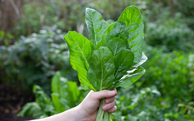 Giant spinach leaves in the ecological garden -  hervest time.