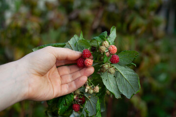 Raspberry plant, Rubus idaeus with red fruit in the European woodland -  collecting wild fruit for the traditional medicine and preserves.