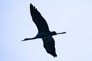 Eurasian crane in flight as Siluette, Grus grus