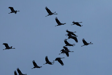 Crane flying to the sunset