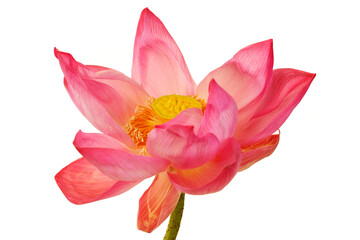 Delicate Pink Lotus Flower in Full Bloom with Radiant Petals and Center Pistil Showcasing Nature's Beauty Against a Clean White Background