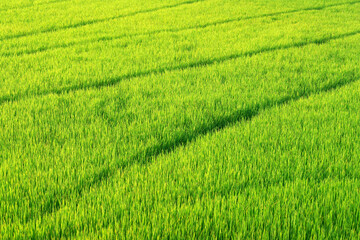 Lush Green Rice Field with Vibrant Rows and Stripes Showcasing the Beauty of Agricultural Landscapes During Growing Season in Bright Natural Light