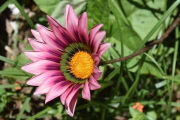 Purple gazania flower on natural background. Purple gazania flower in natural environment.