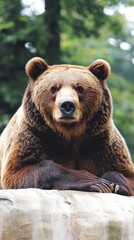 Obraz premium Brown bear resting on rocks, close-up