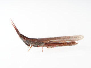 elongated grasshopper with a cone head. Protected species. Grasshopper Brachycrotaphus tryxalicerus