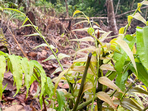 Pucuk midin or lembiding or Stenochlaena palustris growing wildly. Edible medicinal fern. Consumed as vegetable and medicinal herb.