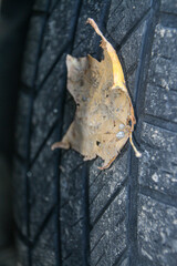 Fallen Leaf Stuck in Tire Tread