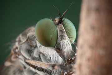 Robber fly with prey