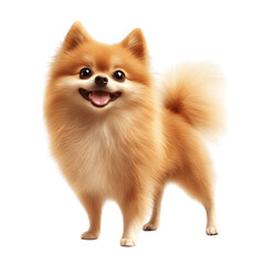 Obraz premium Smiling Pomeranian dog