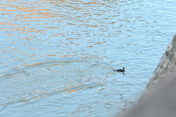 Duck swimming in the river