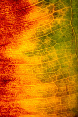 Macro detail shot of autumn leaves.
(leaves under reverse light)